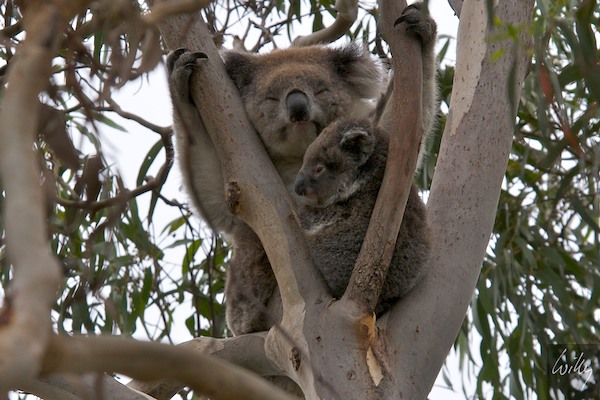 AustraliaEast 10  141